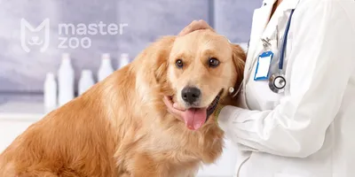 Лишай у собак: признаки, лечение, профилактика в домашних условиях
