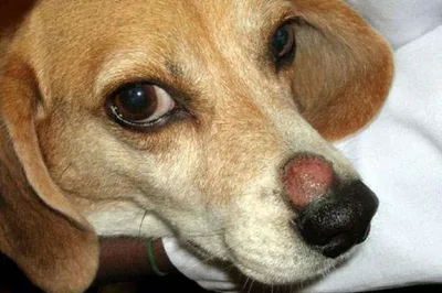 Стригущий лишай у собак: фото, лечение