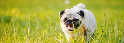 Стригущий лишай у собаки фото признаки и лечение - Как выглядит лишай у  собак (мокнущий, розовый, отрубевидный)