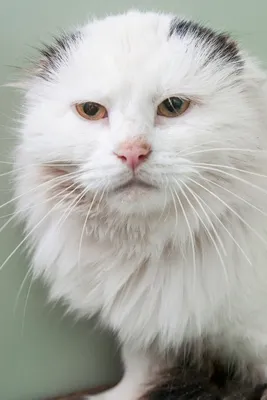 Лицо кота на фото фотографии