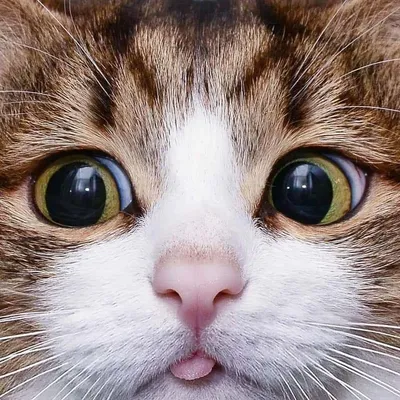 лицо кошек выглядит из дыры. портрет кота-табби Стоковое Фото - изображение  насчитывающей отверстие, родословная: 215091904