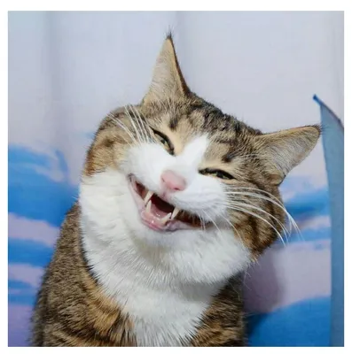 сердитое лицо пожилого кота, страшные картинки котов, кошка, домашний  питомец фон картинки и Фото для бесплатной загрузки