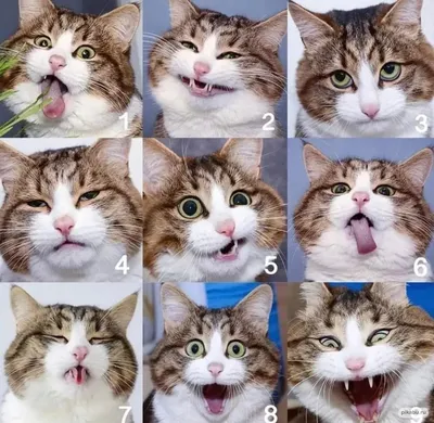 Хороший кот. Красивое лицо кота Стоковое Фото - изображение насчитывающей  красивейшее, отечественно: 210752600