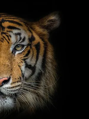 Лицо тигра на фото 