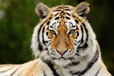 Лицо тигра . стоковое фото ©jbstock 20146623