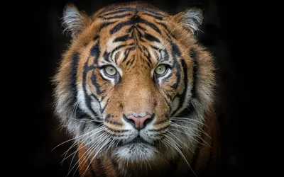 Лицо Тигра — стоковые фотографии и другие картинки Тигр - Тигр, Голова  животного, Крупный план - iStock