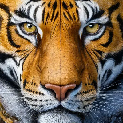 Символ нового 2022 года. Голова тигра. Лицо тигра. Подробный рисунок тигра  Иллюстрация вектора - иллюстрации насчитывающей прочность, ново: 210542729