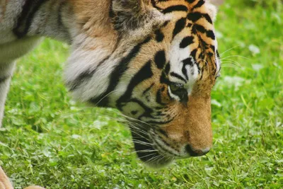 Тигр портрет - 39 фото