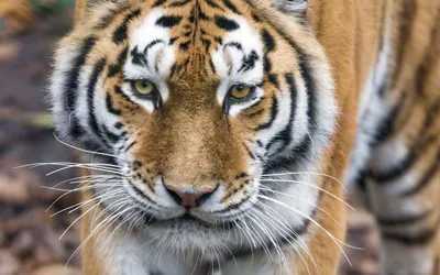 красивый портрет амуров. лицо тигра. Щитовидный. Стоковое Фото -  изображение насчитывающей день, охота: 246323422