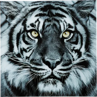 Лицо Тигра — стоковая векторная графика и другие изображения на тему Тигр -  Тигр, Без людей, Бенгальский тигр - iStock