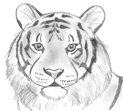 Лицо тигра в цвете\" Изображение для нанесения на одежду № 1023 купить со  скидкой в интернет-магазине СувенирПрофф - Красноярск