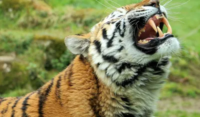 Бесплатные Лицо тигра стоковые фотографии | FreeImages
