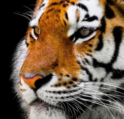 Крупный план лица тигра . стоковое фото ©Curioso_Travel_Photography 42660685