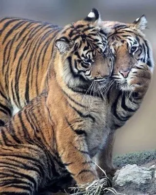 Влюбленные тигры арт - 72 фото