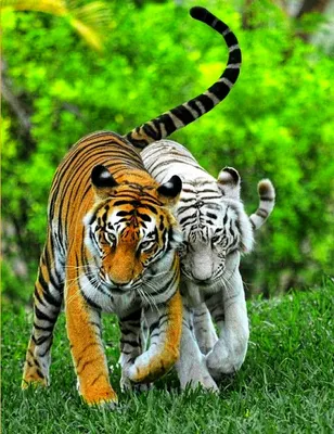Влюбленные тигры - 75 фото