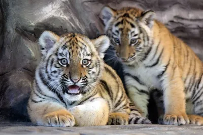 Флизелиновые фотообои про любовь 3д животные 520x318 см Два тигра на черном  фоне (10173VEXXXXXL) +клей купить по цене 3200,00 грн