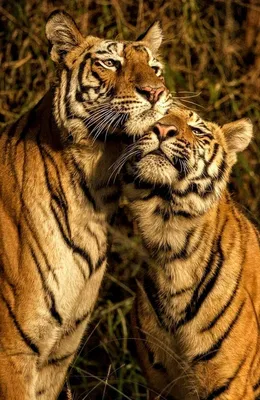Романтика любви тигров - обои на телефон