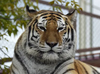 Тигр и тигрица любовь реалистично» — создано в Шедевруме