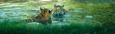 Любовь и Сострадание - \"Я хочу, чтобы мой сын увидел тигра!\" Тигр в неволе,  как и любое дикое животное — это не часть удивительной природы, которую  стоит показать детям. Это лишь тень