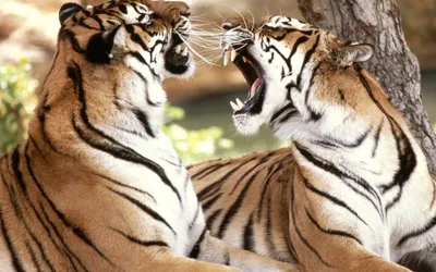 Тигр» картина Спирьковой Любови маслом на холсте — заказать на ArtNow.ru