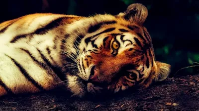 Тверской тигр Барсик нашел любовь в Нижнем Новгороде и стал отцом |  23.02.2022 | Тверь - БезФормата