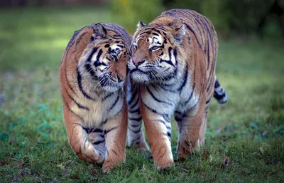 Тигр Любовь - Бесплатное фото на Pixabay - Pixabay