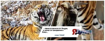 тигры влюбленности стоковое изображение. изображение насчитывающей зима -  11391609