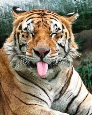Фотообои «Фотообои Любовь тигров», (арт. 7919) - купить в интернет-магазине  Хамелеон