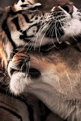Скачать обои тигры, любовь бесплатно для рабочего стола в разрешении  1600x1200 — картинка №159800