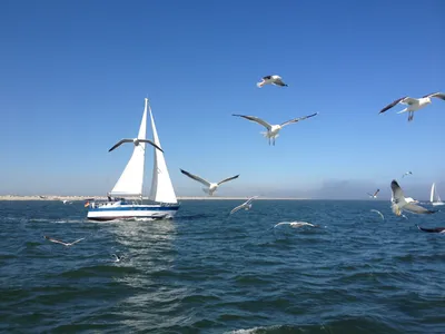 картинки : лодка, ветер, морские птицы, средство передвижения, Парусный  спорт, Чайки, парусник, Северное море 3264x2448 - - 1110488 - красивые  картинки - PxHere