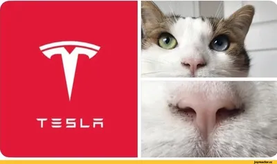 Илон Маск подтвердил, что логотип Tesla - это нос котёнка. / twitter ::  Свидетели Маска :: интернет :: Илон Маск :: Tesla :: котэ (прикольные  картинки с кошками) :: разное / картинки, гифки, прикольные комиксы,  интересные статьи по теме.