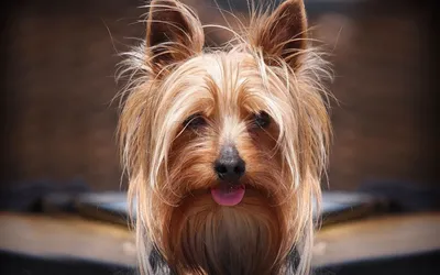 Маленькая волосатая собака - 68 фото