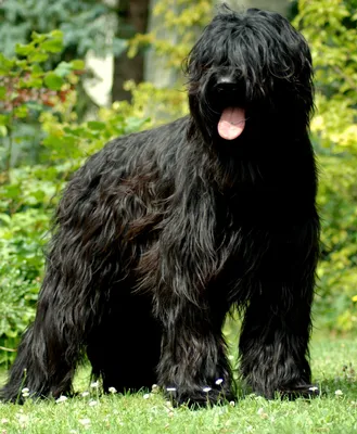 Большая черная лохматая собака - 78 фото