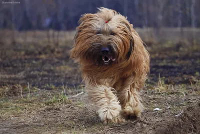 Растрепанная собака (67 фото) - картинки sobakovod.club