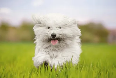 Собака с лохматыми ушами - 65 фото