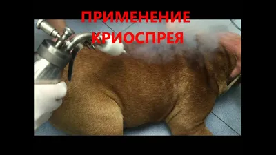 собака 1 год межпальцевый дерматит - YouTube