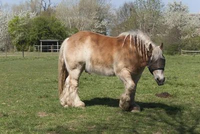 Ломовая лошадь фото 