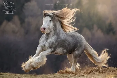 ломовая лошадь Ломовая лошадь фото #yandeximages | Painted horses, Cheval  de trait belge, Cheval empaillé