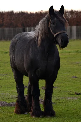 Бельгийская ломовая лошадь, или брабансон. Сайт о животных. PiLife