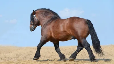 Ломовая лошадь - 71 фото