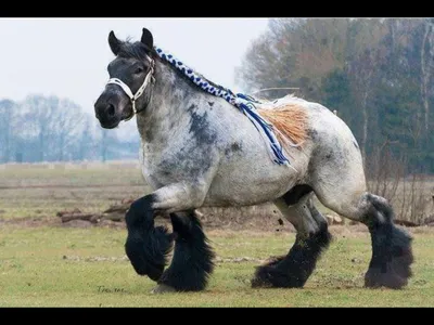 polezn_znat - Эта #голландская #ломовая #лошадь в 3 раза больше тех,  которых мы привыкли видеть | Facebook