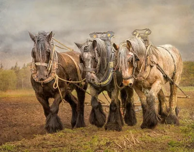 ломовая лошадь стоковое изображение. изображение насчитывающей сено - 980113