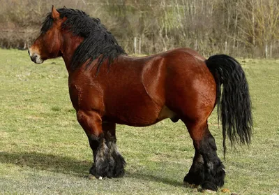 Ломовая лошадь - 70 фото