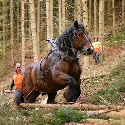 Купить фотообои Ломовая лошадь на Wall-photo.ru - интернет магазин  фотообоев. Недорогие фотообои на заказ