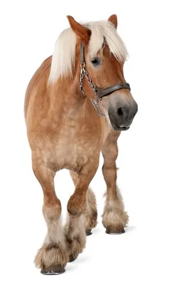 Лошадь ломовая» — создано в Шедевруме