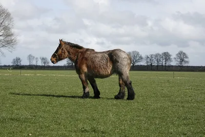Ломовая лошадь Стоковые фотографии, картинки, все без лицензионных  отчислений - Envato Elements