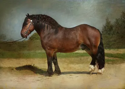 Бельгийская лошадь, бельгийская тяжелая лошадь, брабансон, ломовая лошадь,  16 лет, стоя на белом фоне | Премиум Фото