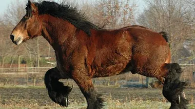 Бельгийская ломовая лошадь, или брабансон. Сайт о животных. PiLife