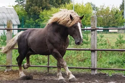 Бельгийская лошадь, бельгийская тяжелая лошадь, брабансон, ломовая лошадь,  стоящая на белом фоне | Премиум Фото