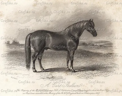 Pin by Люда on лошади*horses | Horses, Pretty horses, Beautiful horses